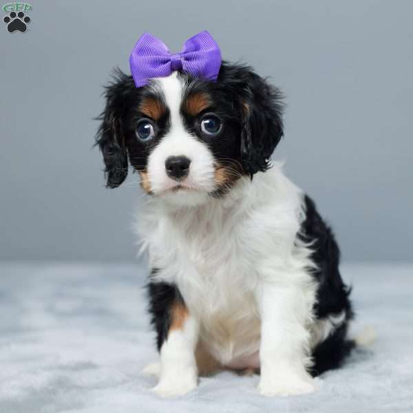 Millie, Cavalier King Charles Spaniel Puppy